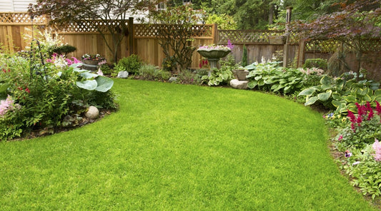 Semillas Césped Pasto para Jardin o  Cancha